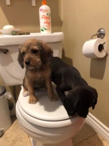 Pups in TP Challenge