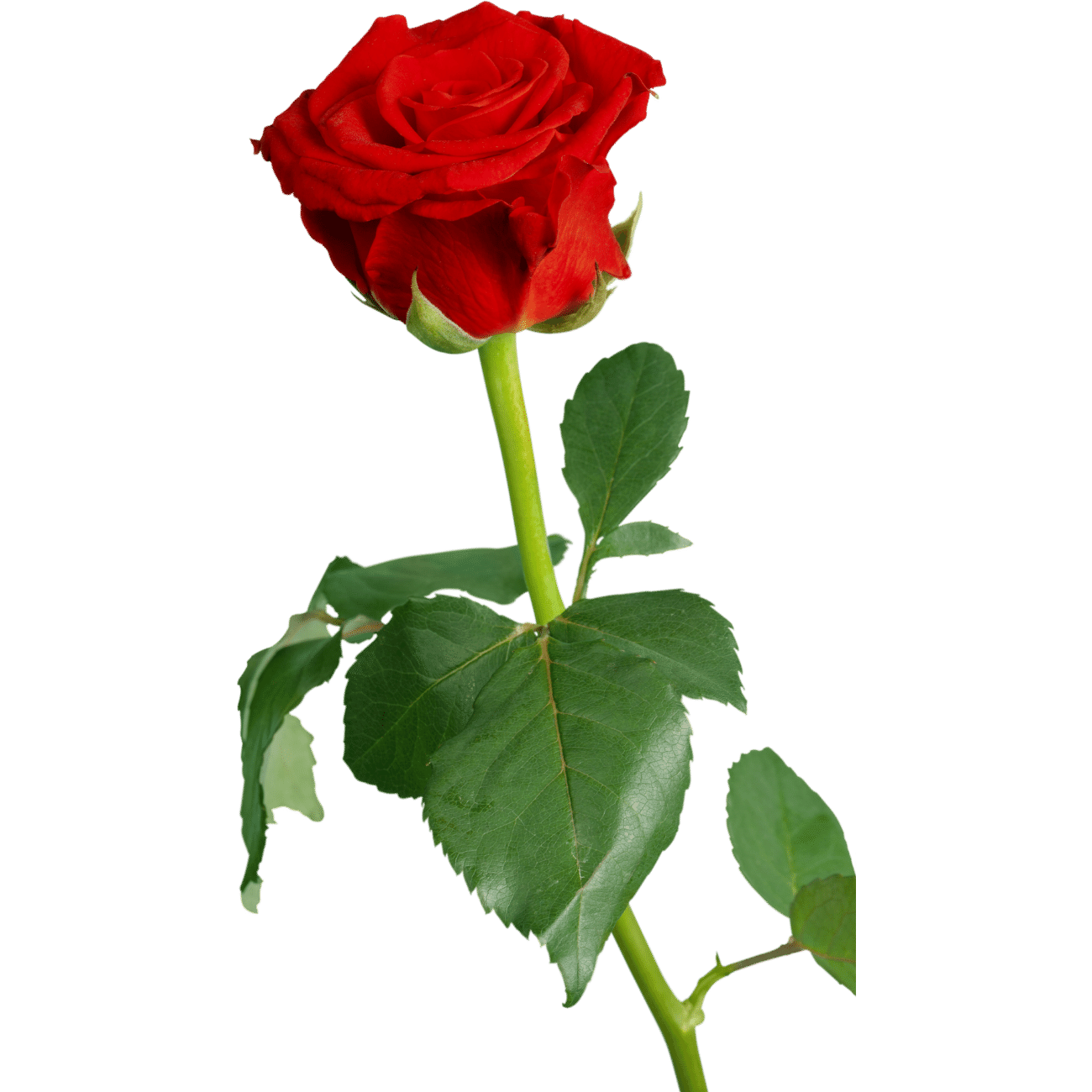 Prayer Rose
